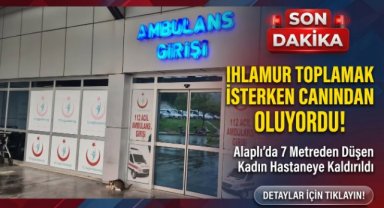Ihlamur ağacından düşen kadın yaralandı