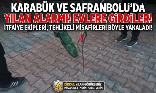 Karabük'te Yerleşim Alanlarında Görülen Yılanlar D