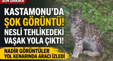 Kastamonu'da vaşak görüntülendi