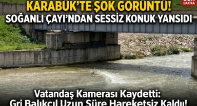 SOĞANLI ÇAYI'NDA GRİ BALIKÇIL GÖRÜNTÜLENDİ