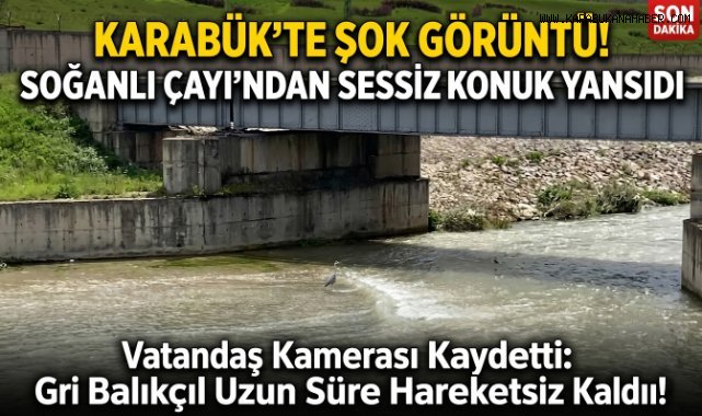 SOĞANLI ÇAYI'NDA GRİ BALIKÇIL GÖRÜNTÜLENDİ